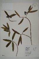 藏品(叢花百日青)的圖片