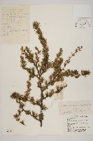 藏品(華北落葉松)的圖片