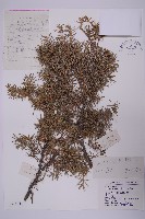 藏品(杜松)的圖片