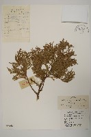 藏品(側柏)的圖片