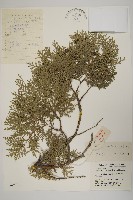 藏品(側柏)的圖片