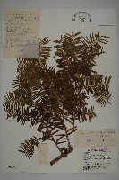 藏品(臺灣紅豆杉)的圖片