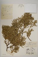 藏品(側柏)的圖片