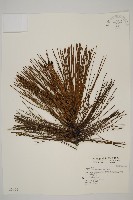 藏品(臺灣二葉松)的圖片