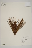 藏品(臺灣二葉松)的圖片