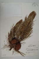 藏品(雲南松)的圖片