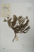 藏品(柏木、柏樹)的圖片