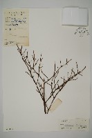 藏品(南方鐵杉)的圖片