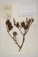 藏品(華南五針松)的圖片