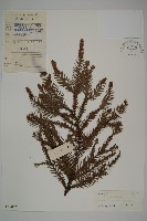 藏品(柳杉)的圖片