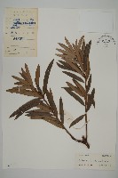 藏品(百日青)的圖片