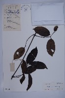 藏品(買麻藤)的圖片