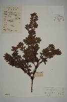 藏品(小葉漢松)的圖片