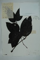 藏品(買麻藤)的圖片