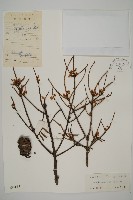 藏品(黃杉)的圖片