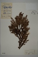 藏品(柳杉)的圖片