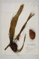 藏品(思茅松)的圖片