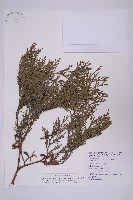 藏品(台灣肖楠)的圖片