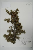 藏品(刺柏)的圖片