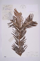 藏品(三尖杉)的圖片