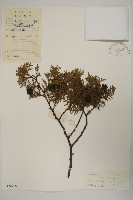 藏品(側柏)的圖片