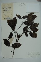 藏品(小葉買麻藤)的圖片