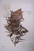 藏品(三尖杉)的圖片