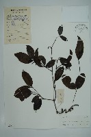 藏品(小葉買麻藤)的圖片