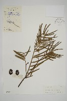 藏品(三尖杉)的圖片