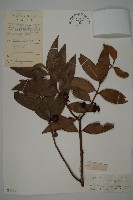 藏品(竹柏)的圖片