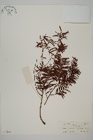 藏品(臺灣紅豆杉)的圖片