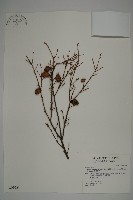 藏品(臺灣鐵杉)的圖片