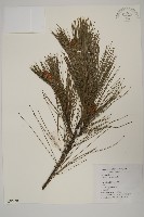 藏品(馬尾松)的圖片