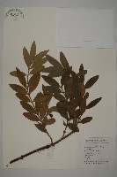 藏品(竹柏)的圖片