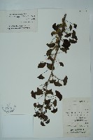 藏品(銀杏)的圖片