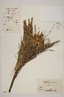 藏品(馬尾松)的圖片