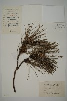 藏品(黑松)的圖片