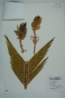 藏品(蘇鐵、鐵樹)的圖片