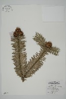 藏品(杉木)的圖片