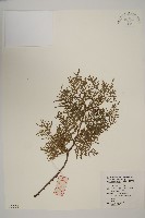 藏品(側柏)的圖片