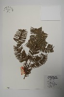 藏品(中國粗榧)的圖片