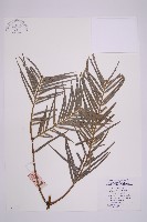 藏品(三尖杉)的圖片