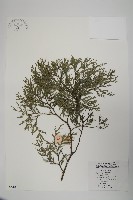 藏品(柏木、柏樹)的圖片