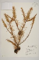 藏品(日本落葉松)的圖片