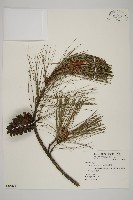 藏品(臺灣二葉松)的圖片