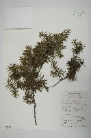 藏品(刺柏)的圖片