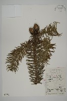 藏品(杉木)的圖片