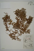 藏品(香榧)的圖片