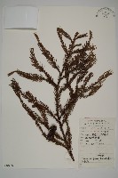 藏品(柳杉)的圖片