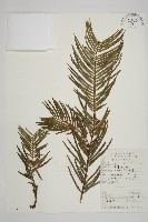 藏品(三尖杉)的圖片